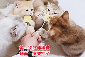 五只小奶猫第一次吃棒棒糖场面太嗨了，猫姥姥表现更抢眼，真抢啊视频封面