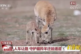 可可西里生态保护见成效！"高原精灵"藏羚羊种群数量已达7万多只视频封面