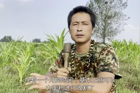 都说玉米割苗能高产，这是割苗失败了，长成这样还能高产么视频封面