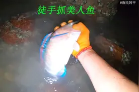 阿平赶海抓了一条美人鱼，之后在珊瑚礁中又抓了海鳝和金鲳鱼视频封面