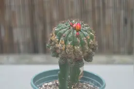 仙人球开花全靠这杯水，一开就大半年视频封面