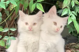 橘猫妈生出超萌长毛小白猫，这颜值逆天了！视频封面