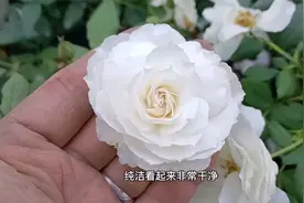 白色系月季品种推荐，几乎一年四季都在开花，适合阳台垂吊视频封面