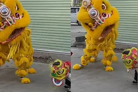 当醒狮袖珍“小狮子”遇上“大狮子” 网友：可爱和年味都有了视频封面