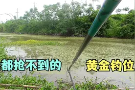 湖区深处的野沟，抢都抢不到的黄金钓点，今天过来盘它！视频封面