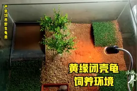 黄缘闭壳龟的饲养环境怎么布置，建议要有这4个设置视频封面