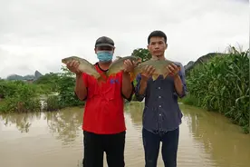 水库钢网被洪水冲破，鱼群躲进玉米地里，大鲤鱼抓都抓不完视频封面
