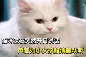 猫咪深夜突然开口说话，摄像机全程记录，声音如小女孩般清脆动听视频封面