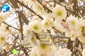 花开柳绿春意渐浓，气温坐上“过山车”，又降温了！视频封面