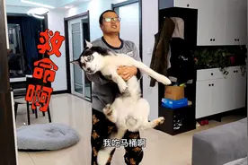 铲屎官要把二哈炖狗肉，二哈吓得哇哇大哭，拼命挣扎的样子太逗了视频封面