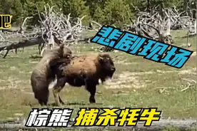 棕熊放过了牦牛，可牦牛不停的进攻棕熊，生死之战最后悲剧了！视频封面