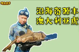 澳大利亚虎鲨的真面目！澳洲风哥徒手捉虎鲨，一次潜水能抓几只呢视频封面