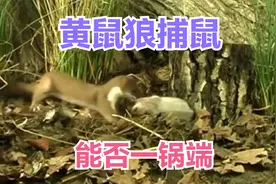 黄鼠狼捕捉麝鼠，麝鼠夫妻死守洞口护崽，一场生死大战开始视频封面
