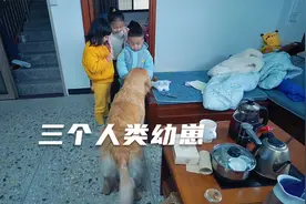 狗狗见到三个人类幼崽会有什么反应视频封面
