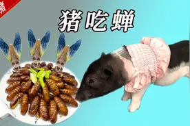 【干煸蝉蛹】粉丝寄来的蝉蛹，做出来金黄酥脆，一盘不够小猪吃视频封面