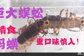 把“巨大蜈蚣”和“蚂蟥（水蛭）”放一起后，只剩下一摊番茄汁。视频封面