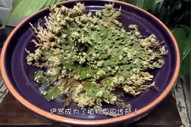 它叫做“九死还魂草”，能够活死人、肉白骨，有着起死回生之效！视频封面