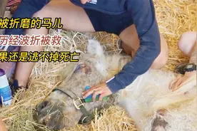 骨瘦如柴的马儿受尽主人折磨，救助站争取救治后，却还是无能为力视频封面