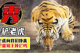 如果遇到老虎，一个滑铲能干掉它吗？怎么才能打过它？视频封面