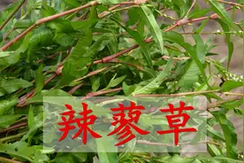 辣蓼是怎样一种植物？天然的酒曲，还能泡柿子去涩，如今少见了视频封面