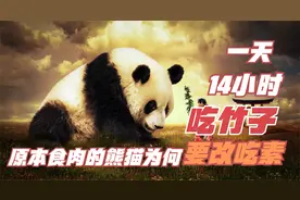 为什么大熊猫要一天14个小时吃竹子？为什么原本吃肉现在改为吃素
