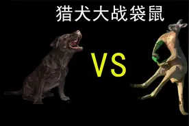 袋鼠大战家犬，池塘中黑犬与袋鼠展开搏斗，场面难得一见视频封面