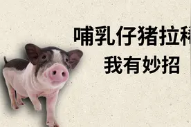 小猪拉稀莫打针，专业兽医分享一个办法，不挂不僵不反复视频封面