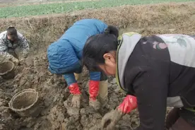 种植户稀泥巴里“淘金”，亩产量达3000多斤，亩平收入过万元！视频封面