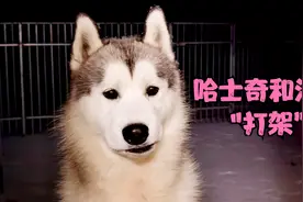“哈士奇”和法斗打架，法斗受伤了，脑袋和耳朵被咬坏了视频封面