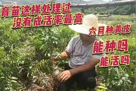 这样种植更好！新手种苗老是种不活，那是你前期基本功还没做到位视频封面