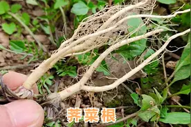 荠菜根煮汤喝功效厉害了，解决了很多男女的健康大问题，快看看吧视频封面
