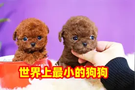 7只世界上最小的狗狗，简直萌坏小心脏啦视频封面