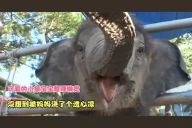 刚出生的小象十分钟就能学会走路，太不可思议了视频封面