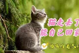 专家说猫走丢了能自己回家，还有科学实验验证，你信吗？视频封面