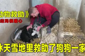 冰天雪地救助狗狗一家，狗妈妈用伟大的母爱养育着孩子长大视频封面