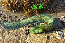 阿平赶海抓了一条鱼长得很像龙，之后还遇到了黑色的皮皮虾视频封面
