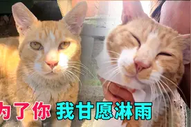 暴雨中瑟瑟发抖的流浪猫，被雨水淋湿也不愿离开，生怕错过好心人视频封面