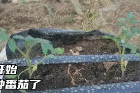 又开始栽种番茄了，不耕地不用肥，用水一浇直接种视频封面