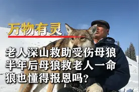 老人深山喂食受伤母狼，半年后老人遇难得母狼相救，狼也会报恩吗视频封面