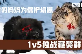 母雪豹为保护幼崽，1v5独战藏獒群，全程无人类介入，真实纪录片视频封面
