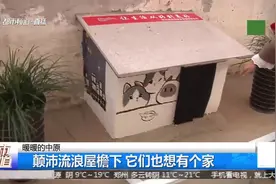 郑州：物业给流浪猫建猫舍，一排排真漂亮，为流浪猫安个家！视频封面