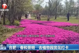 清明假期去哪玩？春和景明，一起去合肥植物园赏花打卡视频封面