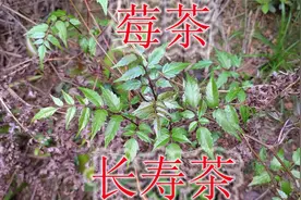 野生的藤茶又名“莓茶”，俗称“长寿茶”，遇见您认识吗？视频封面