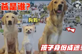 小狗生下一个“巨婴”，狗爸的身份成迷，结果主人却猜错了视频封面