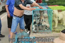 狗贩廉价收狗45一只，随意丢进笼里，小狗后腿被挂引发惨叫！心疼