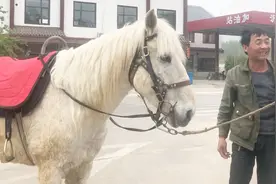 一匹“蒙古跑马”值多少钱？农村大叔高价买马，不为赚钱为了玩视频封面