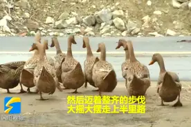 临沂小伙晒出他的11只鸭子，让全国网友操碎了心，到底是咋回事？视频封面