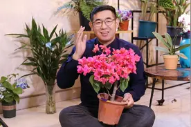 新手怎么养三角梅？园艺师教你，三角梅的详细养护技巧视频封面