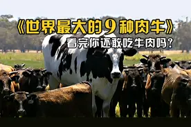 世界上最大的9种肉牛，看完后你还敢吃牛肉吗？视频封面