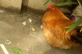 鸡出现不吃不喝，卧蹲没精神，不消化拉黄白带绿粪便有效治疗方法视频封面